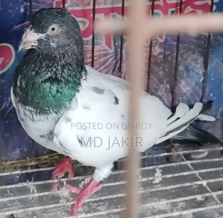 High Flyer Racing Pigeon
