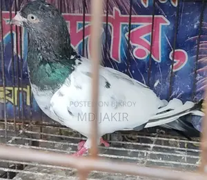High Flyer Racing Pigeon