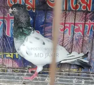 High Flyer Racing Pigeon