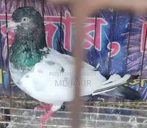 High Flyer Racing Pigeon