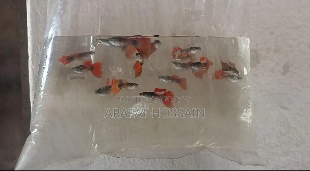 High-Quality Guppy Mix