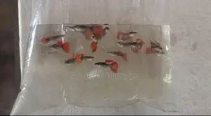 High-Quality Guppy Mix