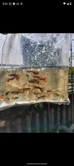 High-Quality Guppy Mix