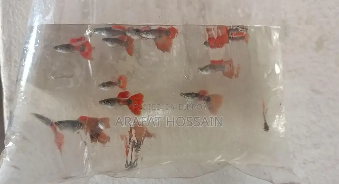 High-Quality Guppy Mix