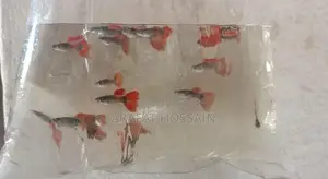 High-Quality Guppy Mix