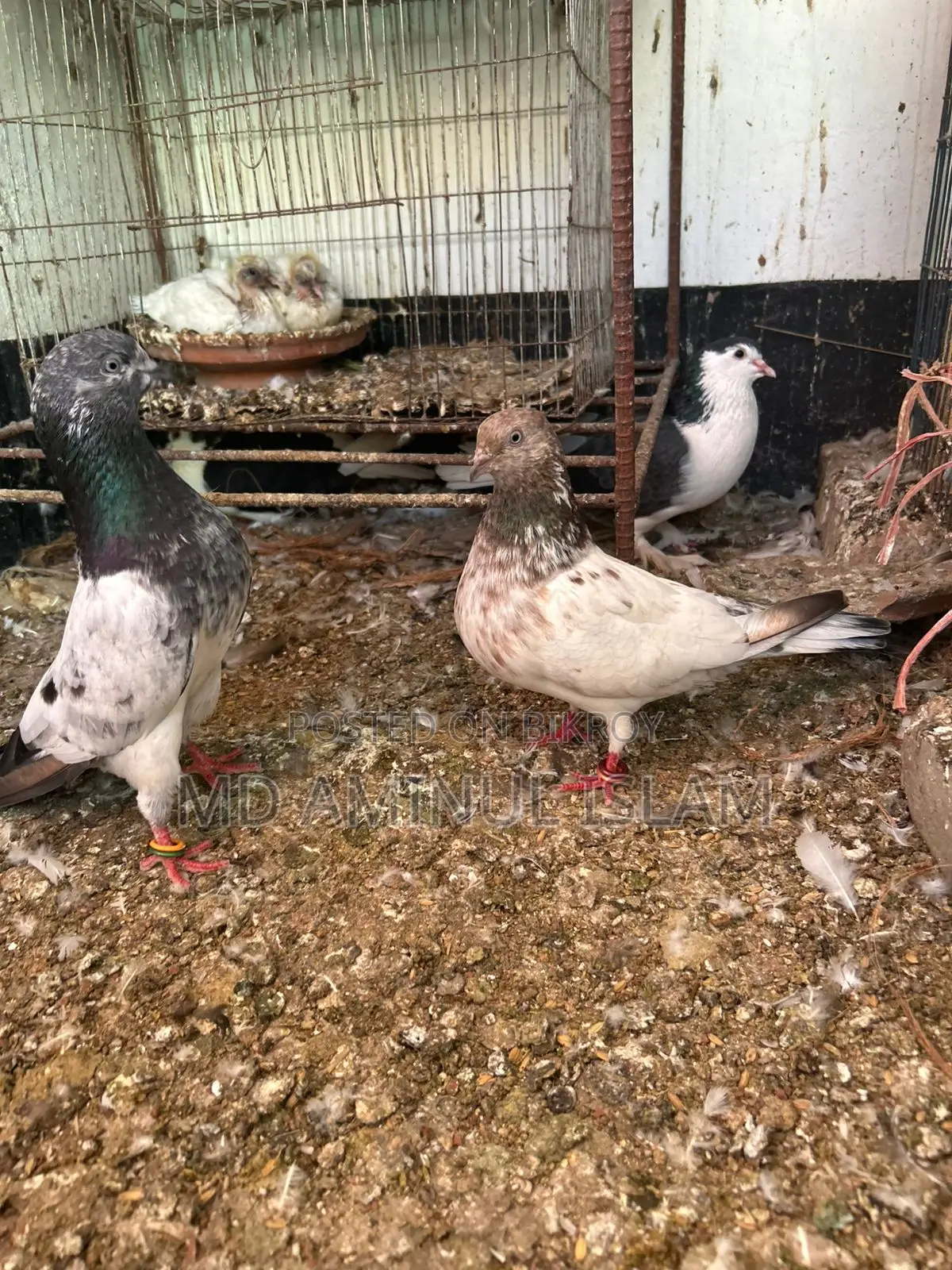 A Pair of Running Pakistani Pigeons for Sale