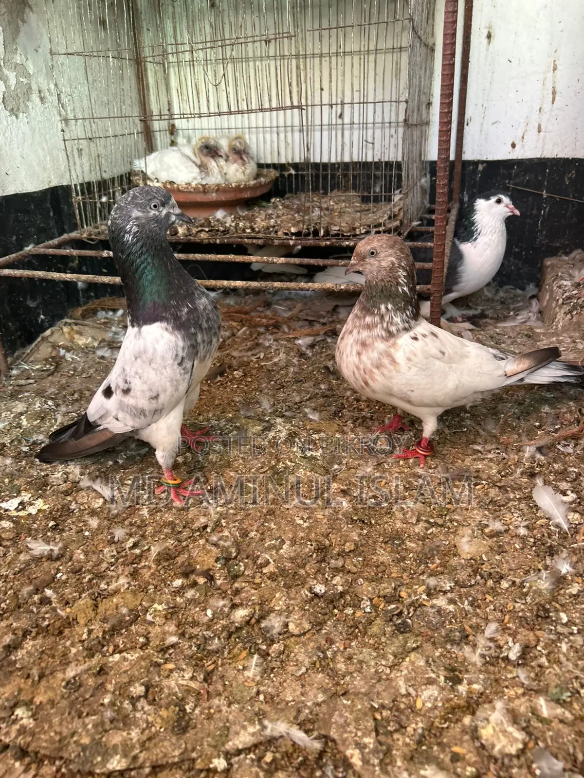 A Pair of Running Pakistani Pigeons for Sale