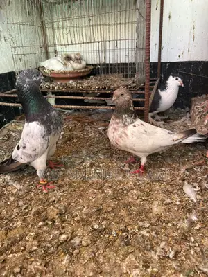A Pair of Running Pakistani Pigeons for Sale
