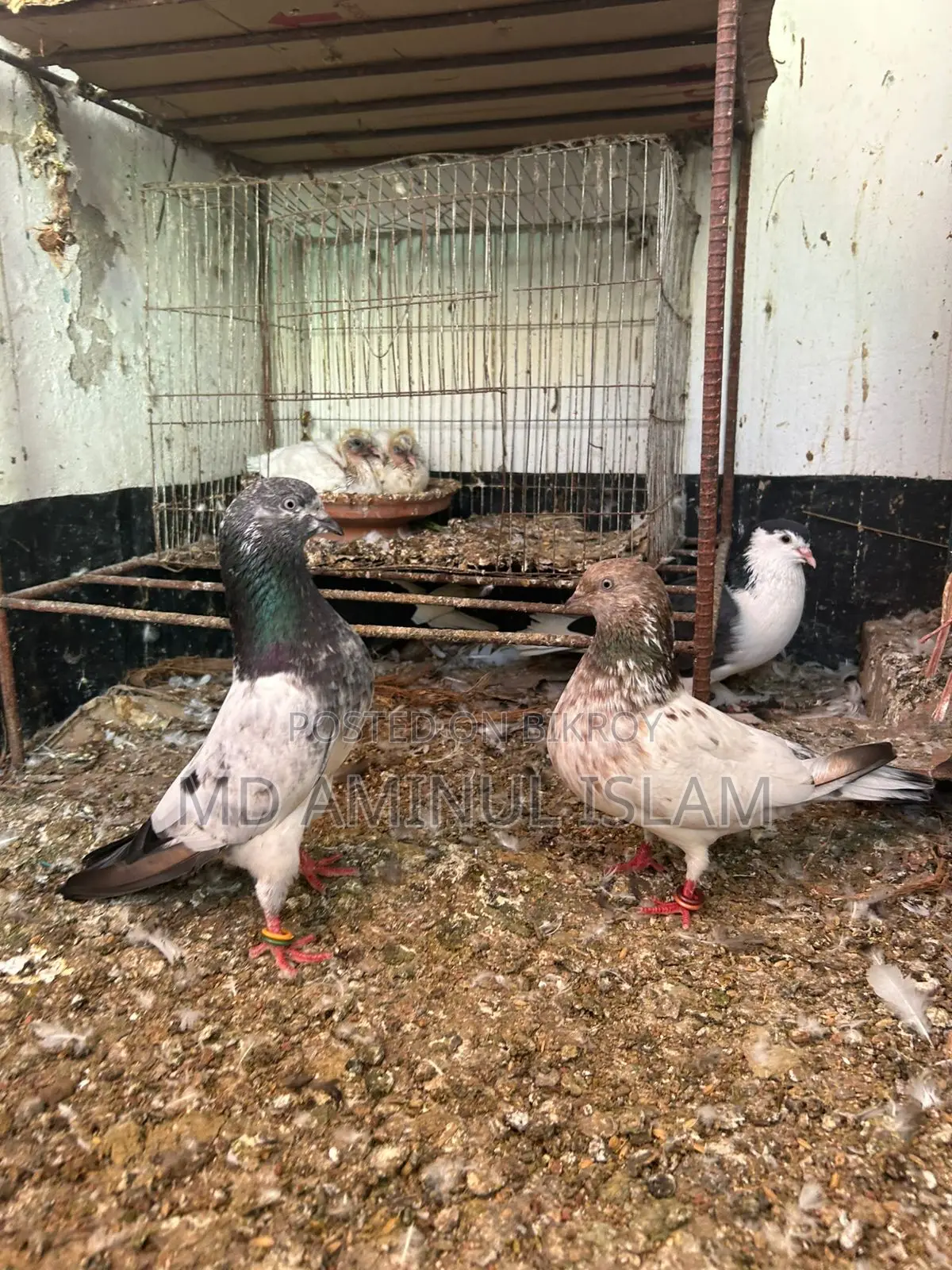A Pair of Running Pakistani Pigeons for Sale