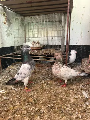 A Pair of Running Pakistani Pigeons for Sale