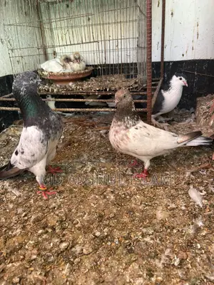 A Pair of Running Pakistani Pigeons for Sale