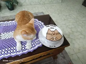 Mixed breed cat available for adoption. Male. Vaccinated.