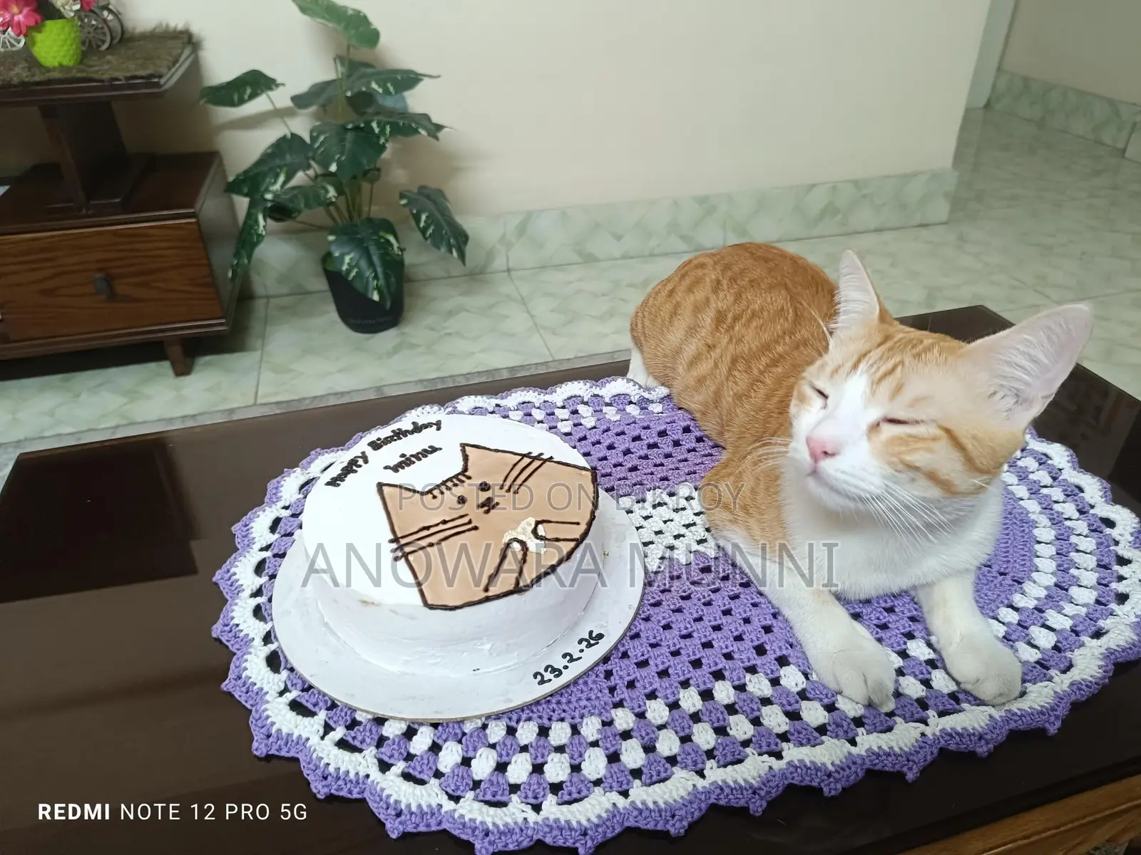 Mixed breed cat available for adoption. Male. Vaccinated.