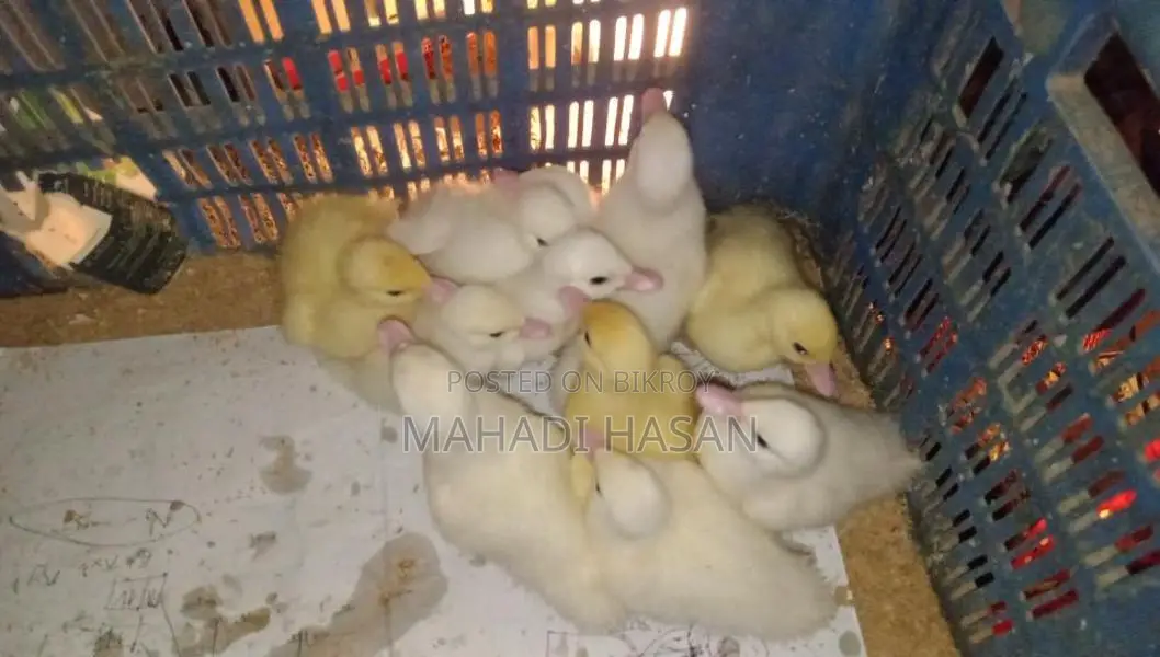 চিনা হাঁসের বা*চ্চা বি*ক্রি
