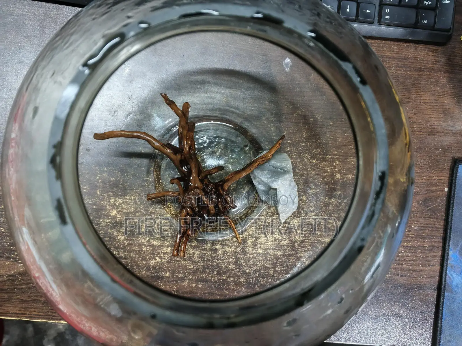 Aquarium Jar