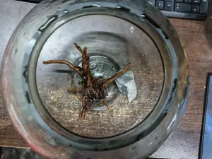 একুরিয়াম জার