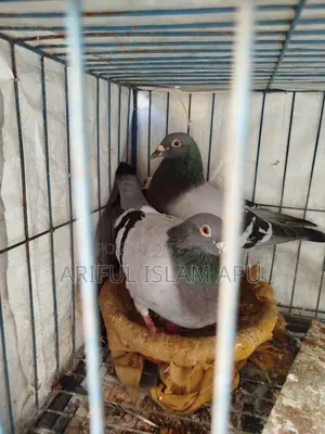 1 Pair of High-Quality Racer Pigeons