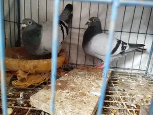 1 Pair of High-Quality Racer Pigeons
