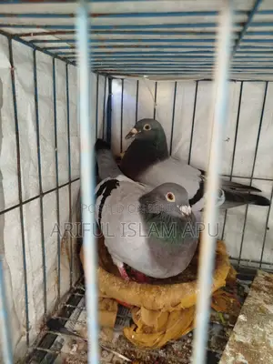 1 Pair of High-Quality Racer Pigeons