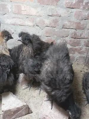 সিল্কি মুরগি