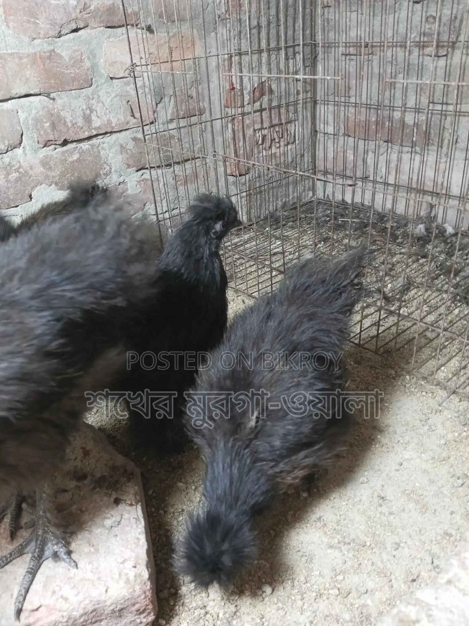 Silkie Chicken
