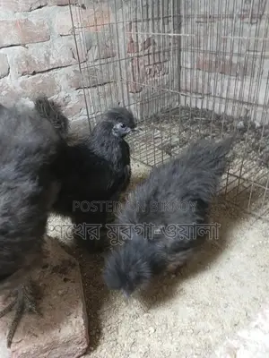 Silkie Chicken