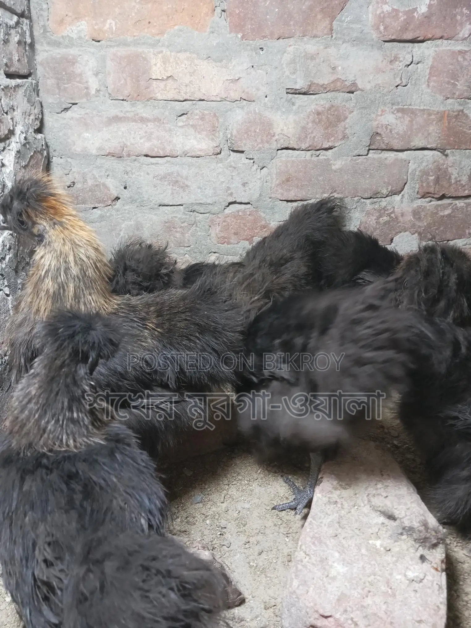 Silkie Chicken