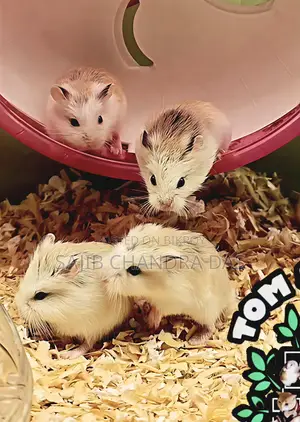 Hamster (Roboroski)