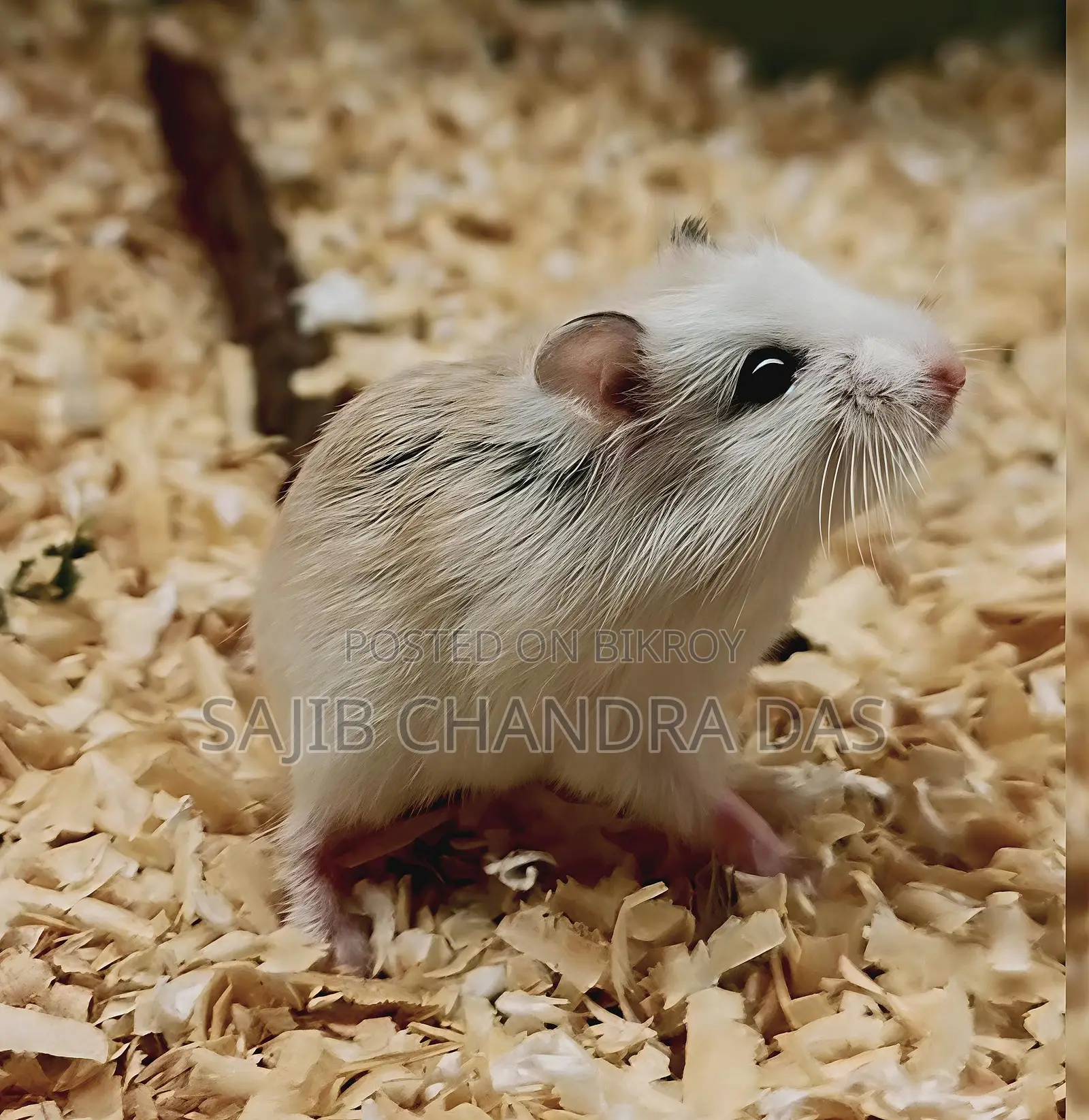 Hamster (Roboroski)