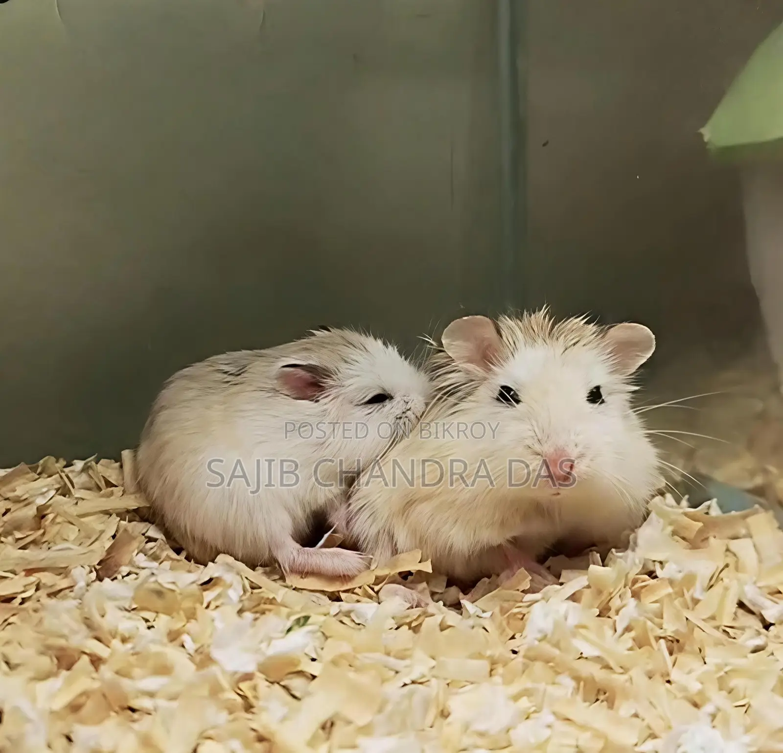 Hamster (Roboroski)