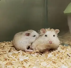 Hamster (Roboroski)