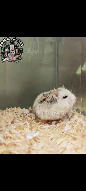 Hamster (Roboroski)