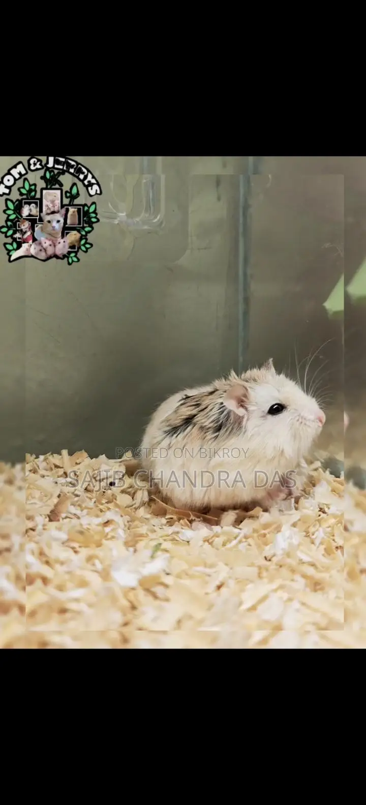 Hamster (Roboroski)