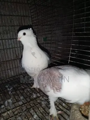 Conure and 11 Fancy Pigeons, 10 Cages, 12 Food Pots, and 12 Water Pots