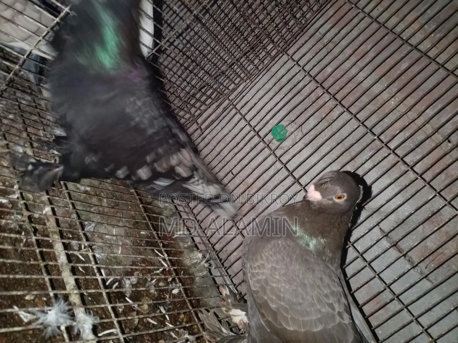 Conure and 11 Fancy Pigeons, 10 Cages, 12 Food Pots, and 12 Water Pots