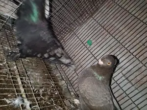 Conure and 11 Fancy Pigeons, 10 Cages, 12 Food Pots, and 12 Water Pots