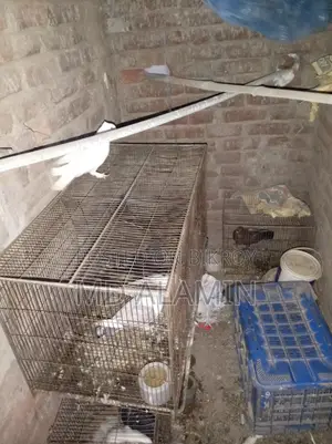 Conure and 11 Fancy Pigeons, 10 Cages, 12 Food Pots, and 12 Water Pots