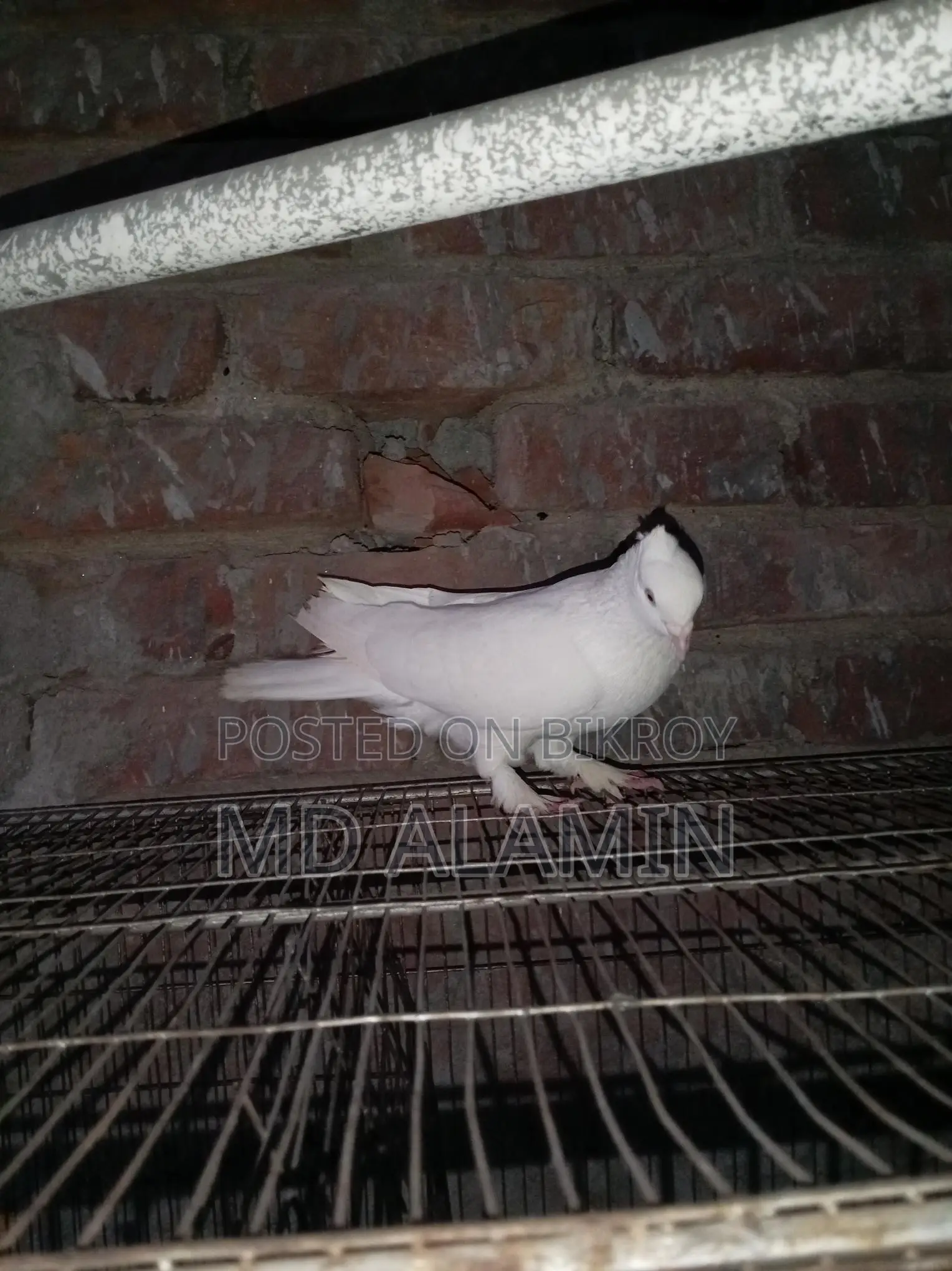 Conure and 11 Fancy Pigeons, 10 Cages, 12 Food Pots, and 12 Water Pots