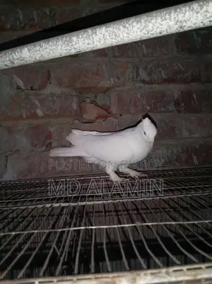 Conure and 11 Fancy Pigeons, 10 Cages, 12 Food Pots, and 12 Water Pots