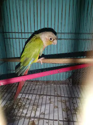 Conure and 11 Fancy Pigeons, 10 Cages, 12 Food Pots, and 12 Water Pots