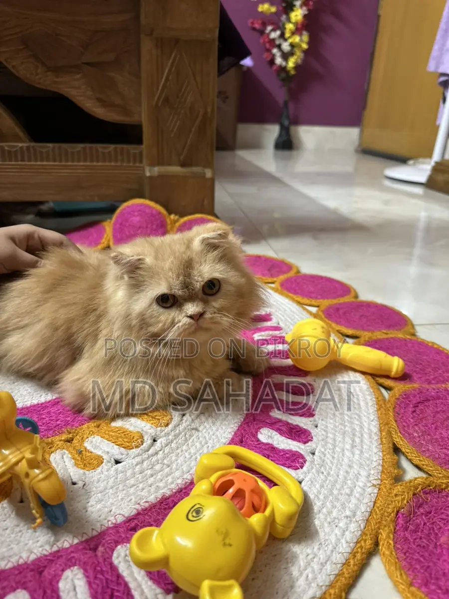 Pure Persian Female Triple Code