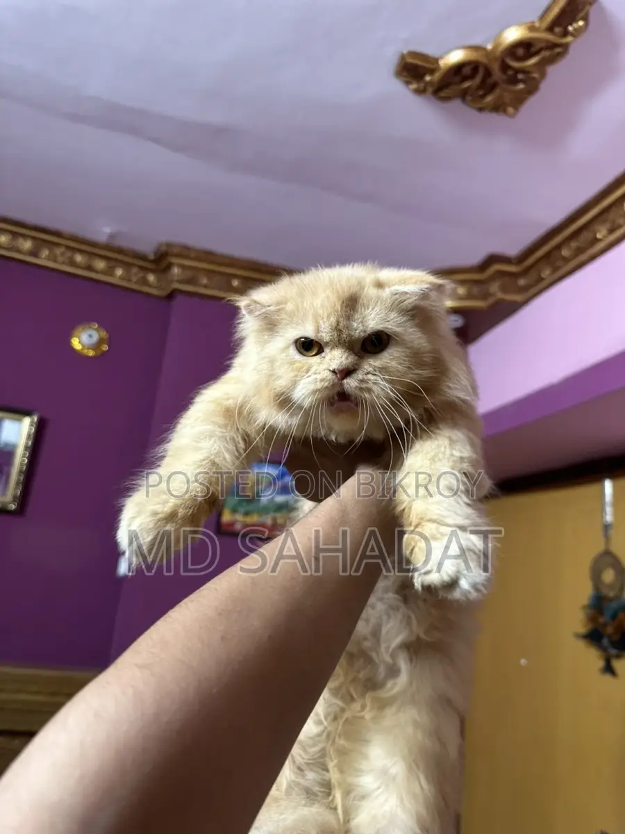 Pure Persian Female Triple Code