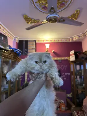 Pure Persian Female Triple Code