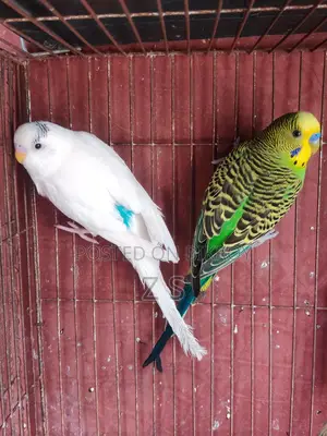 Budgerigar Bird