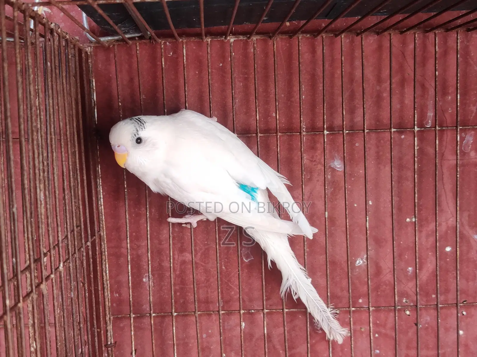 Budgerigar Bird