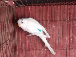 Budgerigar Bird