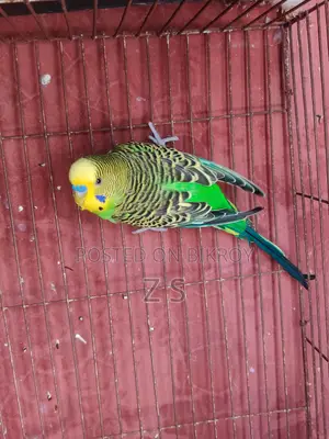 Budgerigar Bird