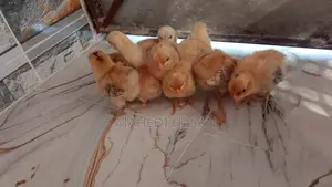 Serama Chicken