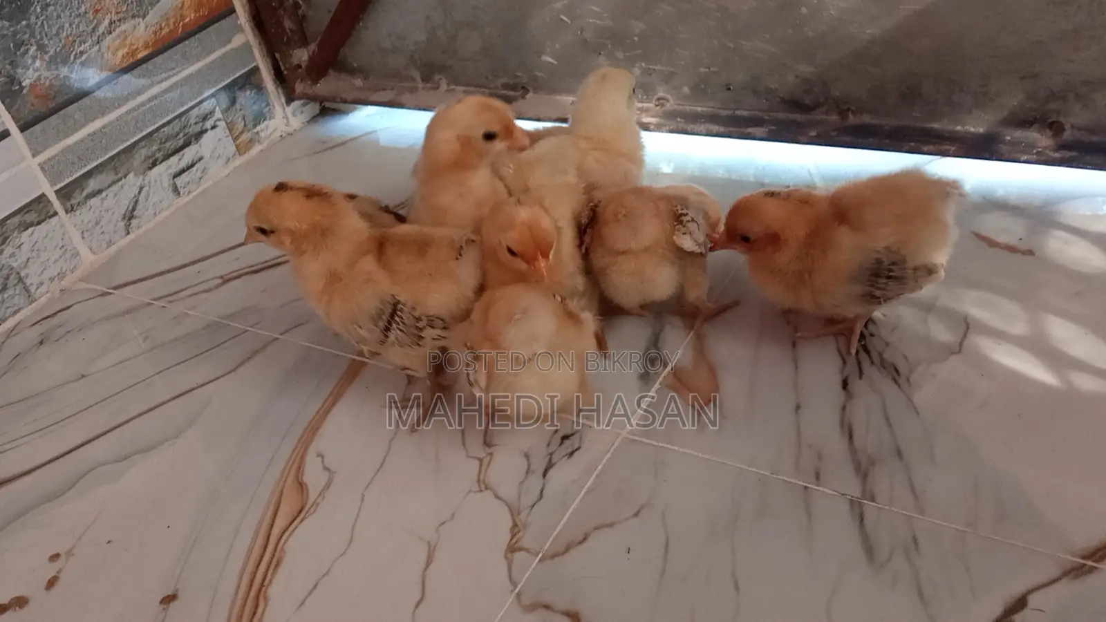 Serama Chicken