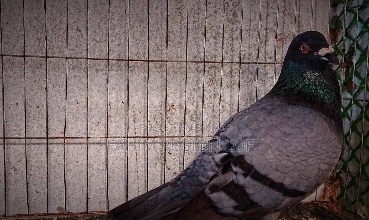 Racing Pigeon